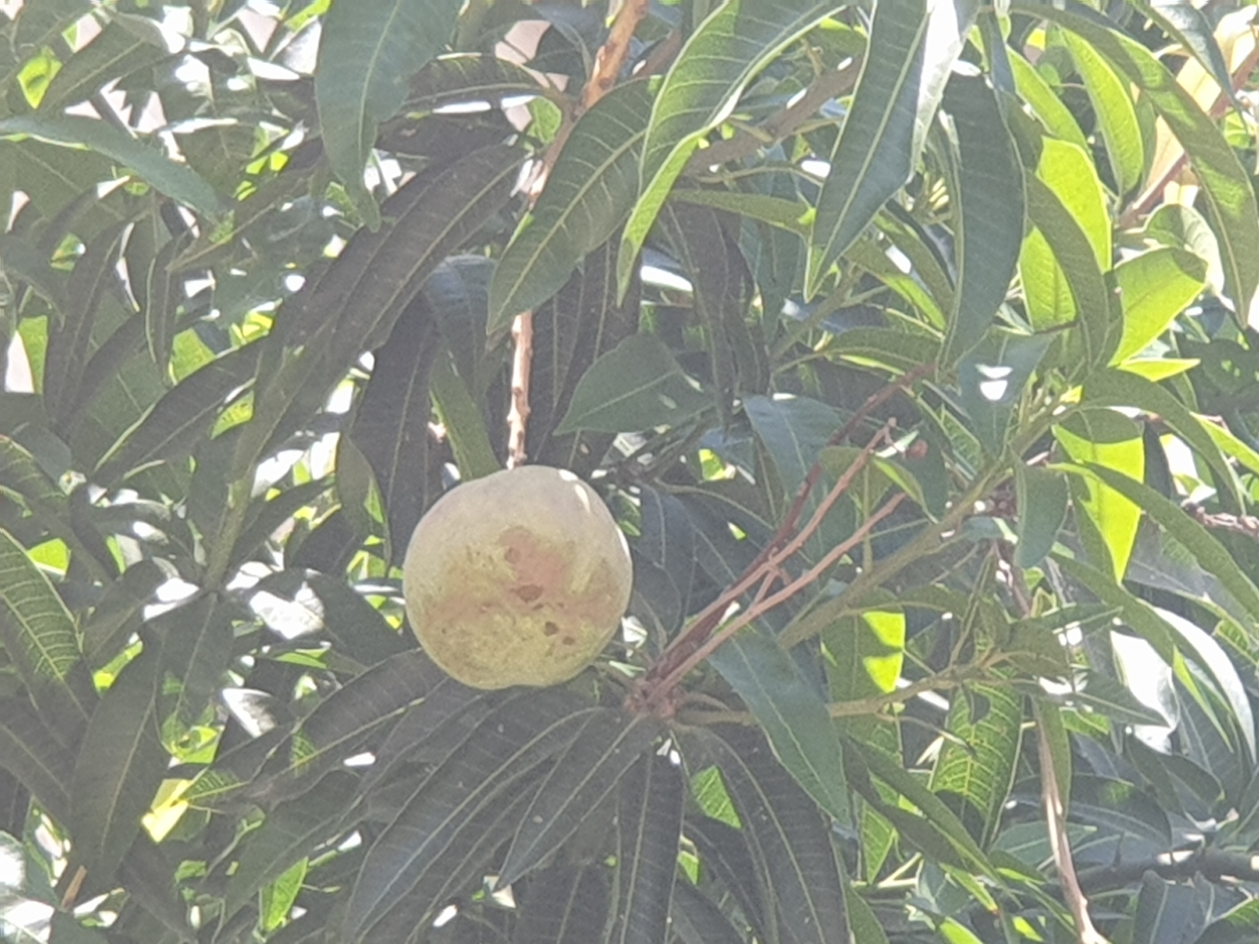 Detail Photo of Mangifera indica