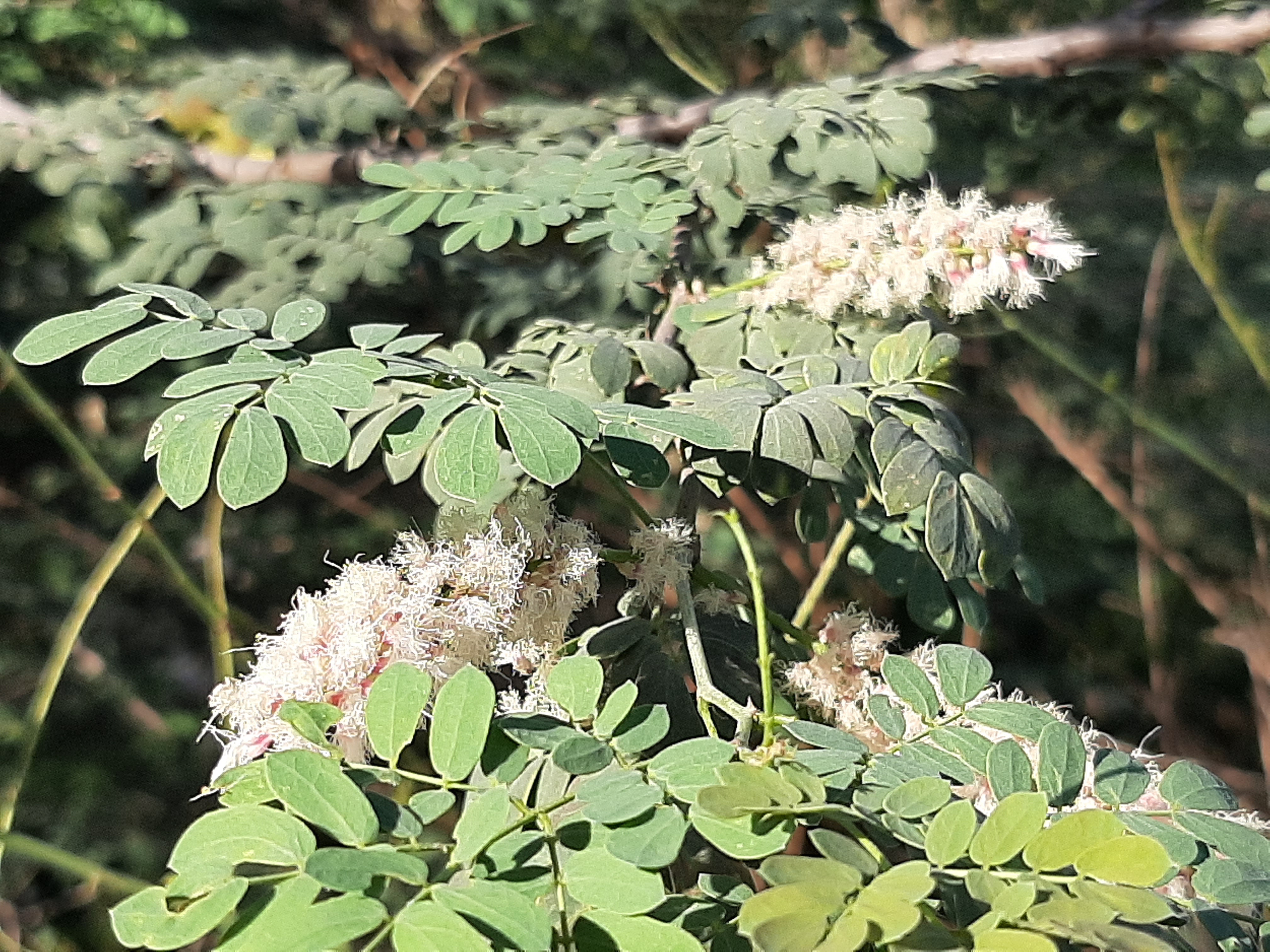 Crops Photo of Acacia laeta