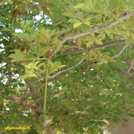 detail view,Adansonia digitata, Baobab lemonade