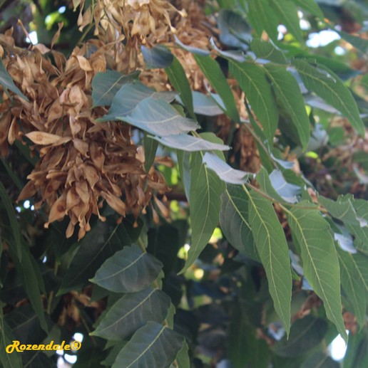 detail view,Ailanthus altissima, Tree of Heaven