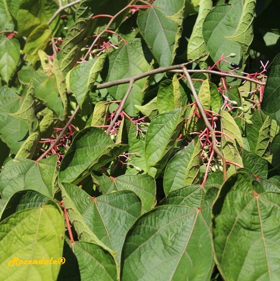 detail view,Alangium platanifolium Trilobum, Alangium