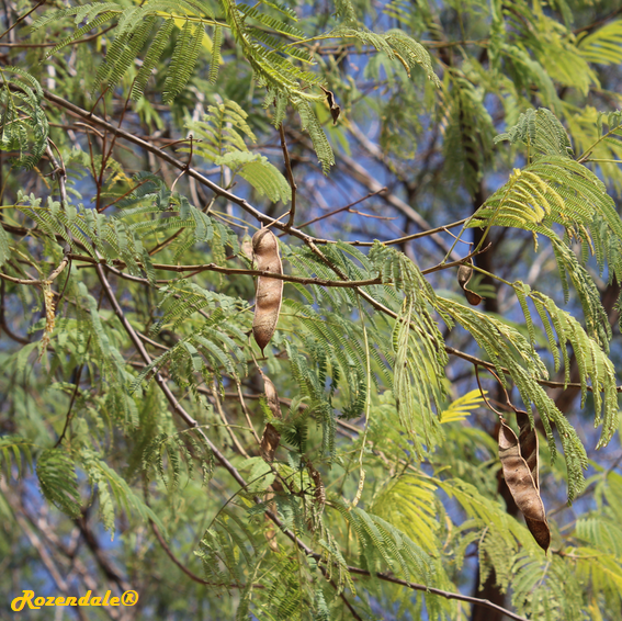 detail view,Albizia harveyi, Sickle-leaved albizia