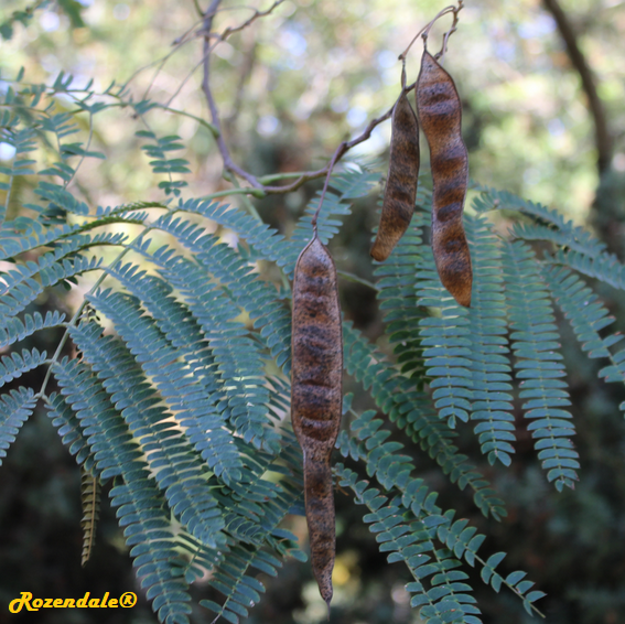 Crops Photo of Albizia julibrissin