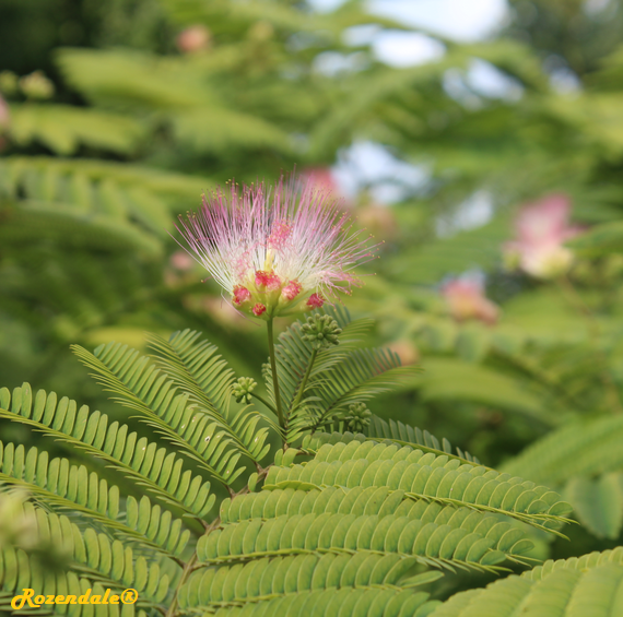 Detail Photo of Albizia julibrissin