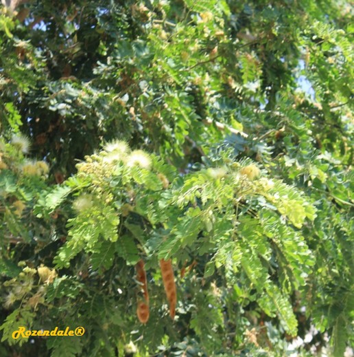 Detail Photo of Albizia lebbeck