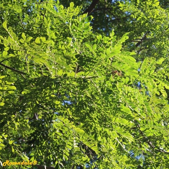 Detail Photo of Albizia saman