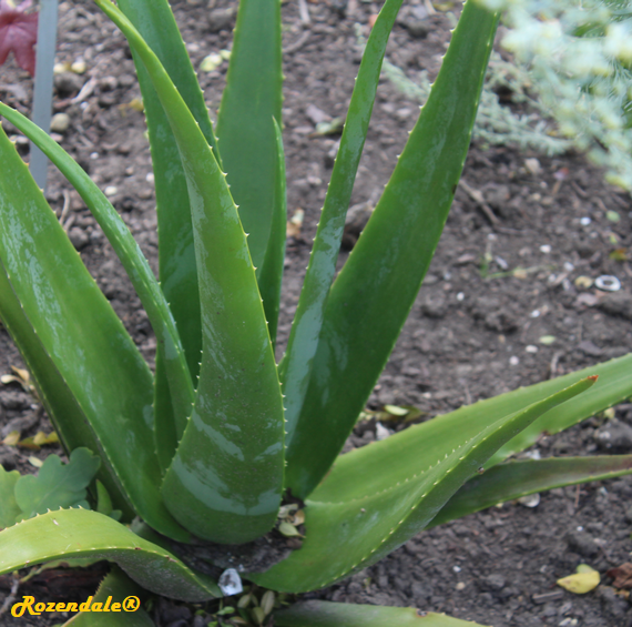 detail view,Aloe vera, Aloe vera