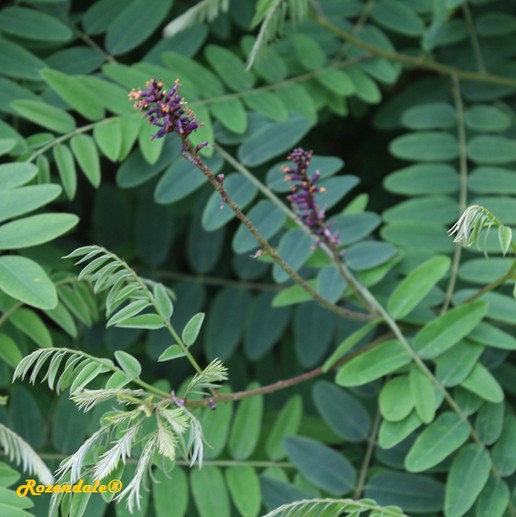 detail view,Amorpha fruticosa, Desert false indigo