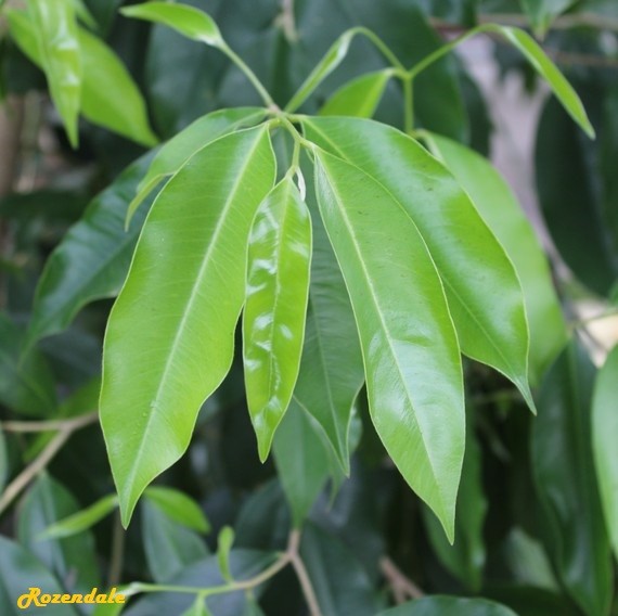 Crops Photo of Aquilaria crassna