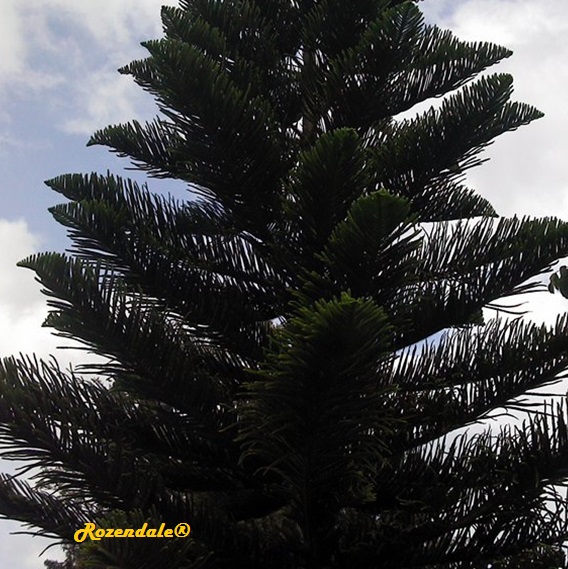 detail view,Araucaria cookii, Captain cook's pine