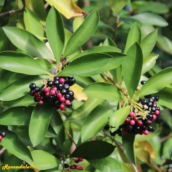 Detail Photo of Ardisia humilis