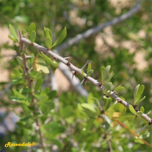 detail view,Argania spinosa, Argan