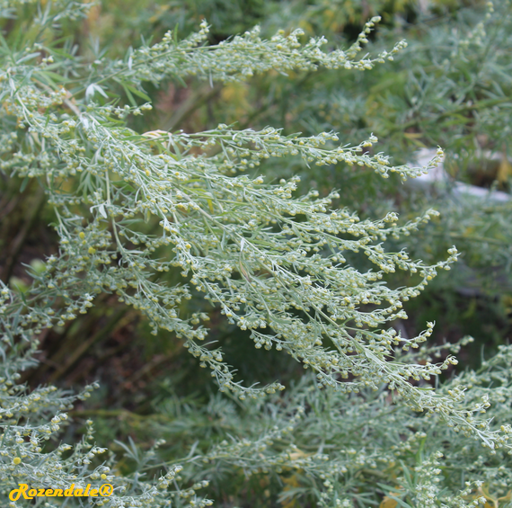 detail view,Artemisia absinthium, Absinth