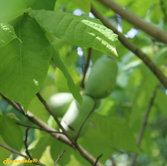 Crops Photo of Asimina triloba