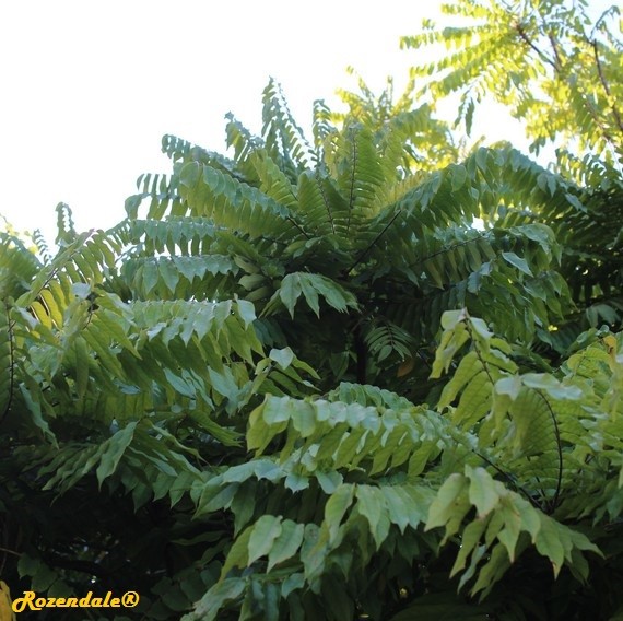 Crops Photo of Averrhoa bilimbi