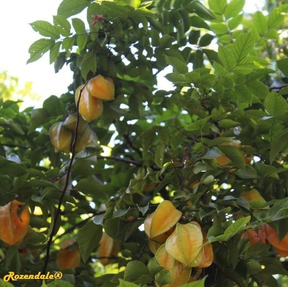 detail view,Averrhoa carambola, Carambola