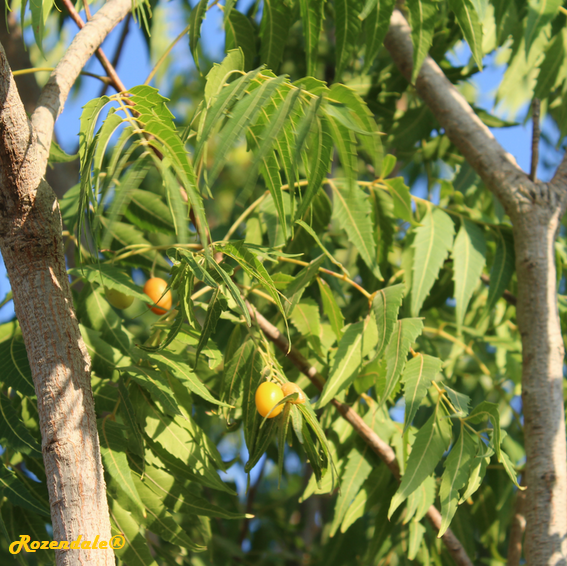 Crops Photo of Azadirachta indica