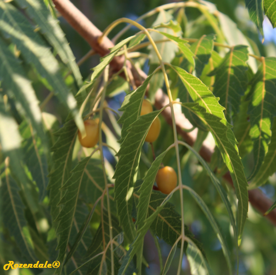 Detail Photo of Azadirachta indica