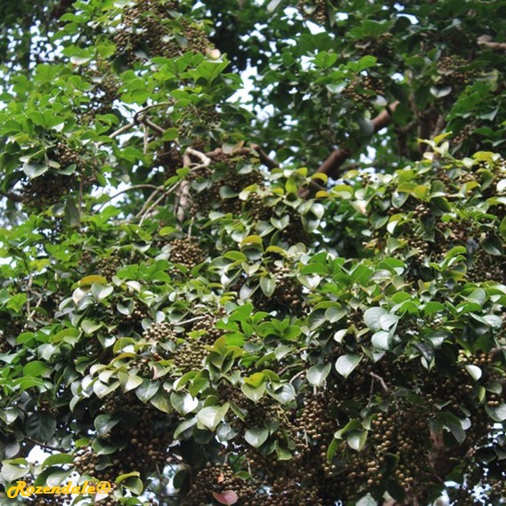 detail view,Bischofia javanica, Bishop wood