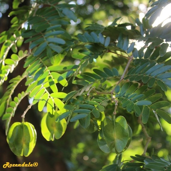 Detail Photo of Bulnesia arborea