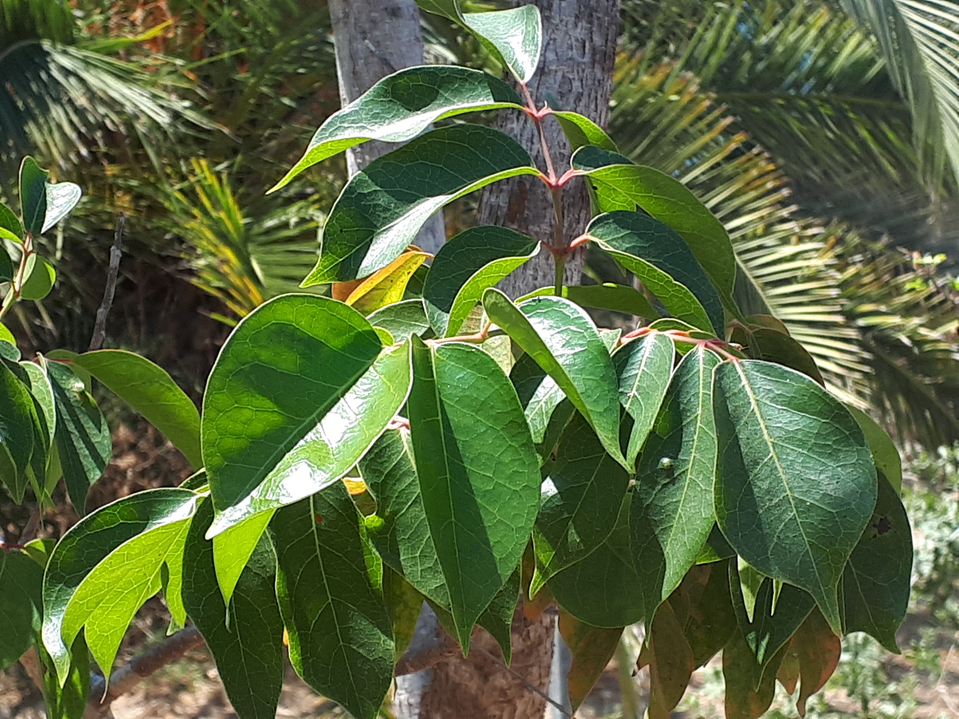 Crops Photo of Bursera simaruba