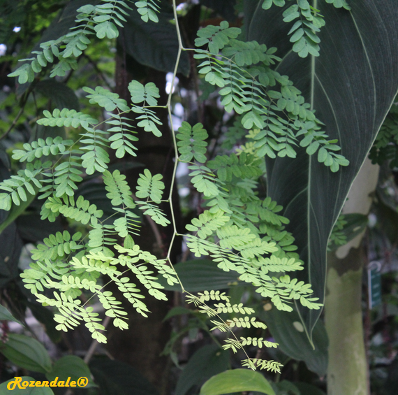 Crops Photo of Caesalpinia ferrea
