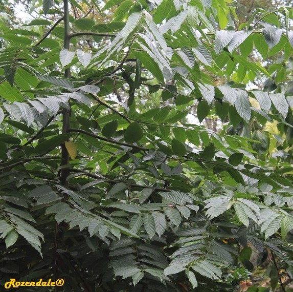 Detail Photo of Cananga odorata
