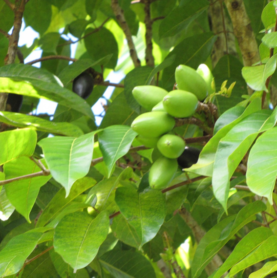 Detail Photo of Canarium ovatum