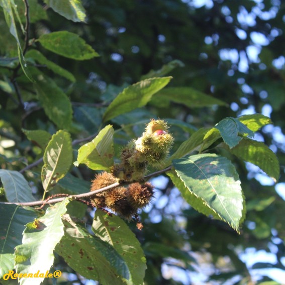 detail view,Castanea pumila, Allegheny chinquapin