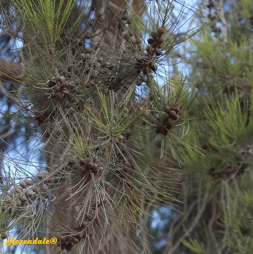 Crops Photo of Casuarina cunninghamiana