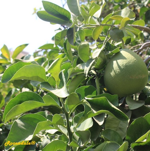Detail Photo of Citrus maxima