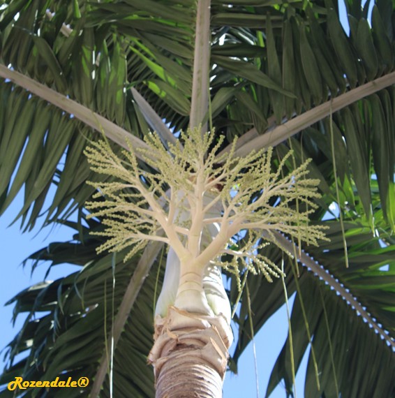 Detail Photo of Cocos nucifera