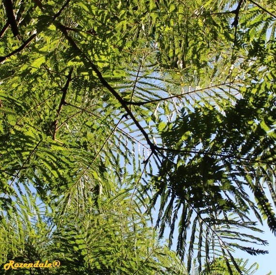 detail view,Cojoba arborea, Algarrobo