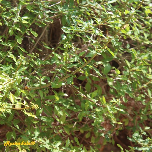 detail view,Commiphora abyssinica, Abyssinian myrrh