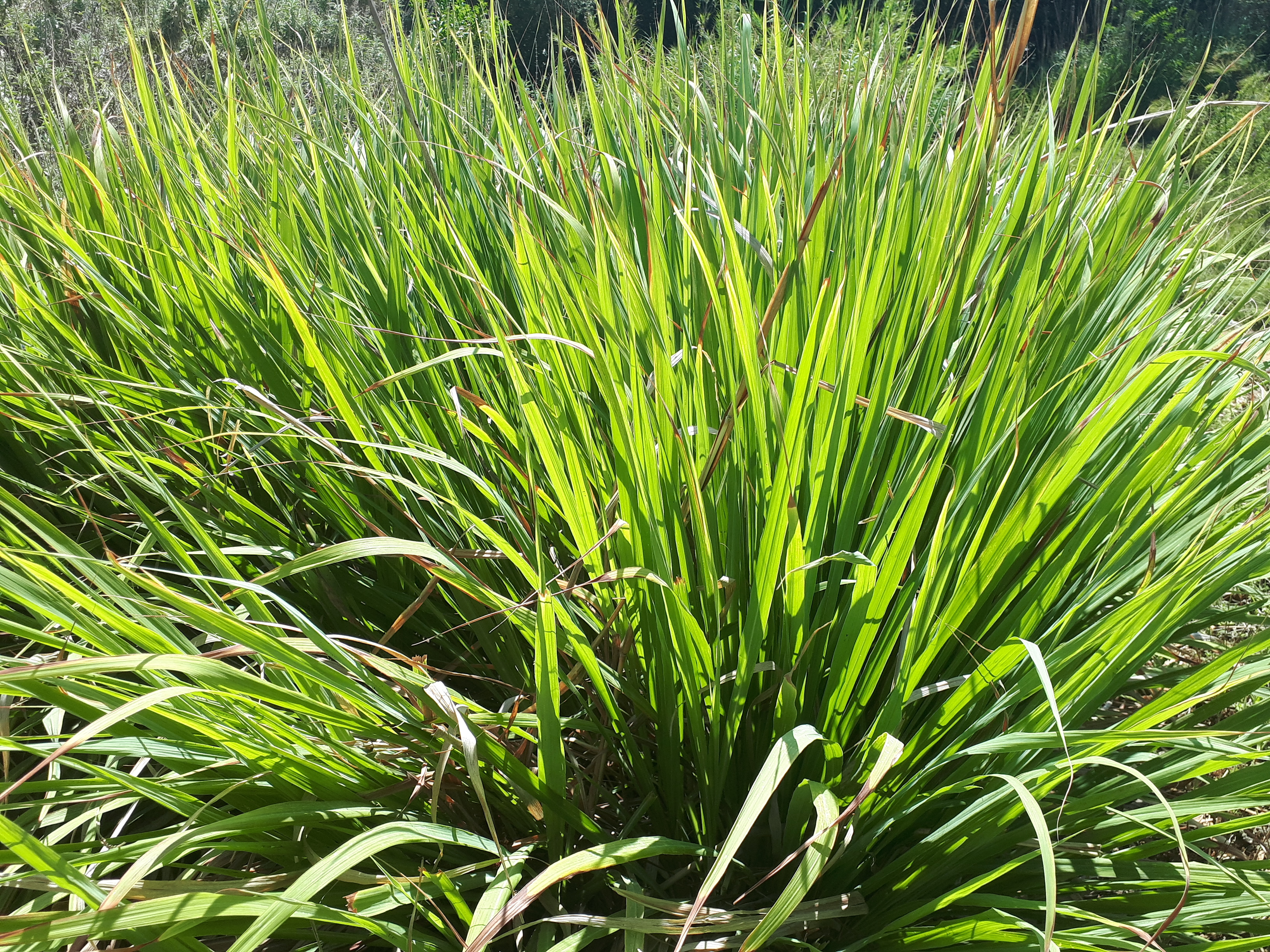 Crops Photo of Cymbopogon citratus