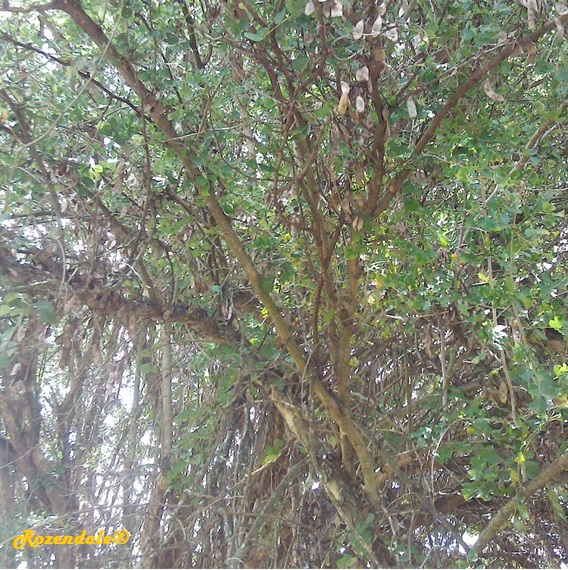 detail view,Dalbergia melanoxylon, African blackwood mpingo