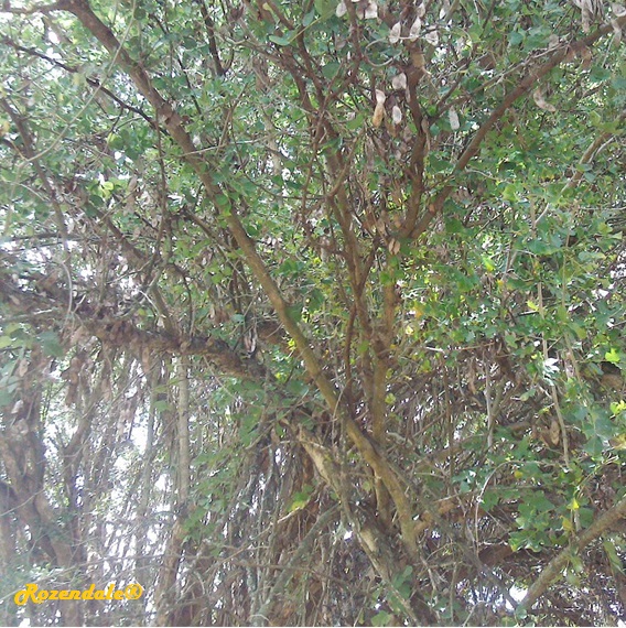 detail view,Dalbergia melanoxylon, African blackwood mpingo