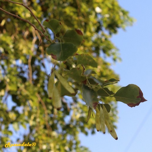 detail view,Dalbergia sissoo, Shisam