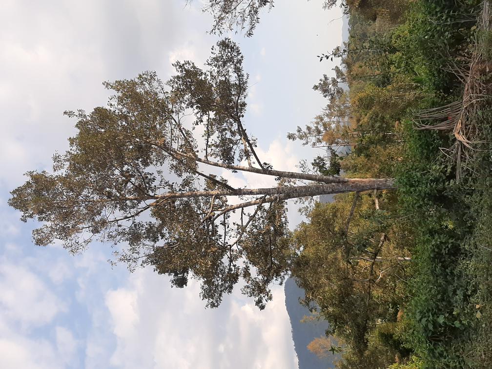 Vertical Photo of Durio zibethinus