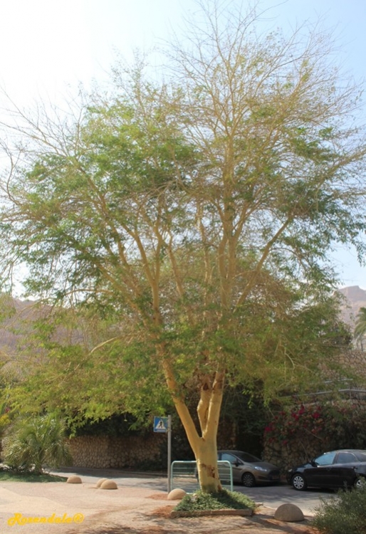 Vertical Photo of Acacia xanthophloea