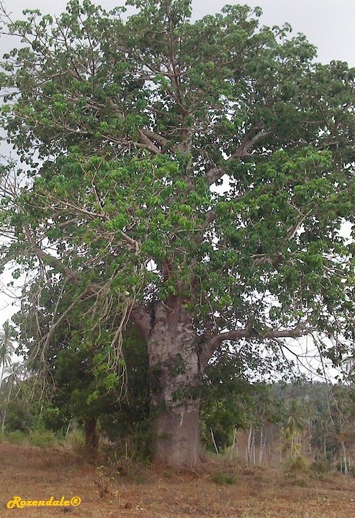 Vertical Photo of Adansonia digitata