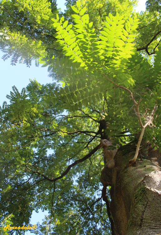 Vertical Photo of Ailanthus altissima