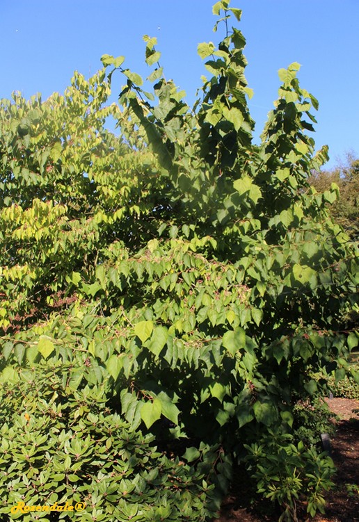 Vertical Photo of Alangium platanifolium Trilobum