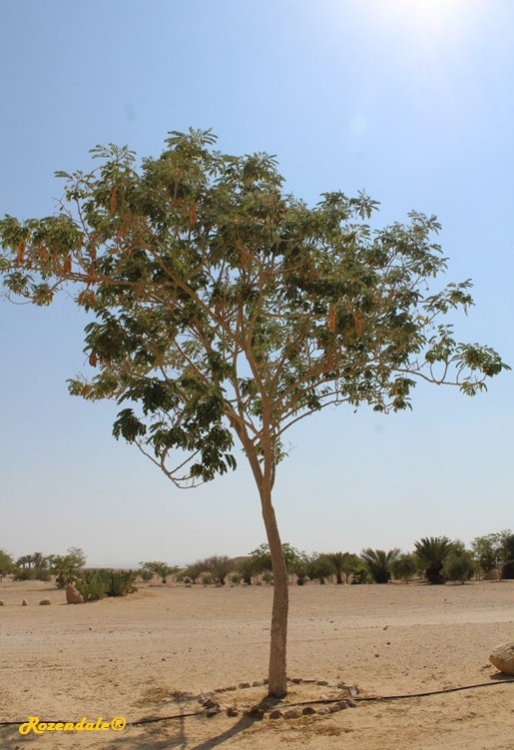 Vertical Photo of Albizia lebbeck