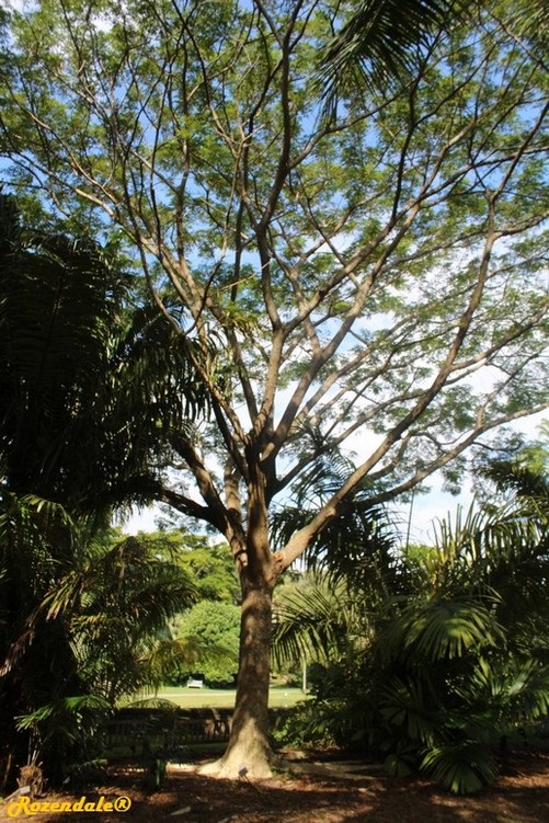 Vertical Photo of Albizia saman