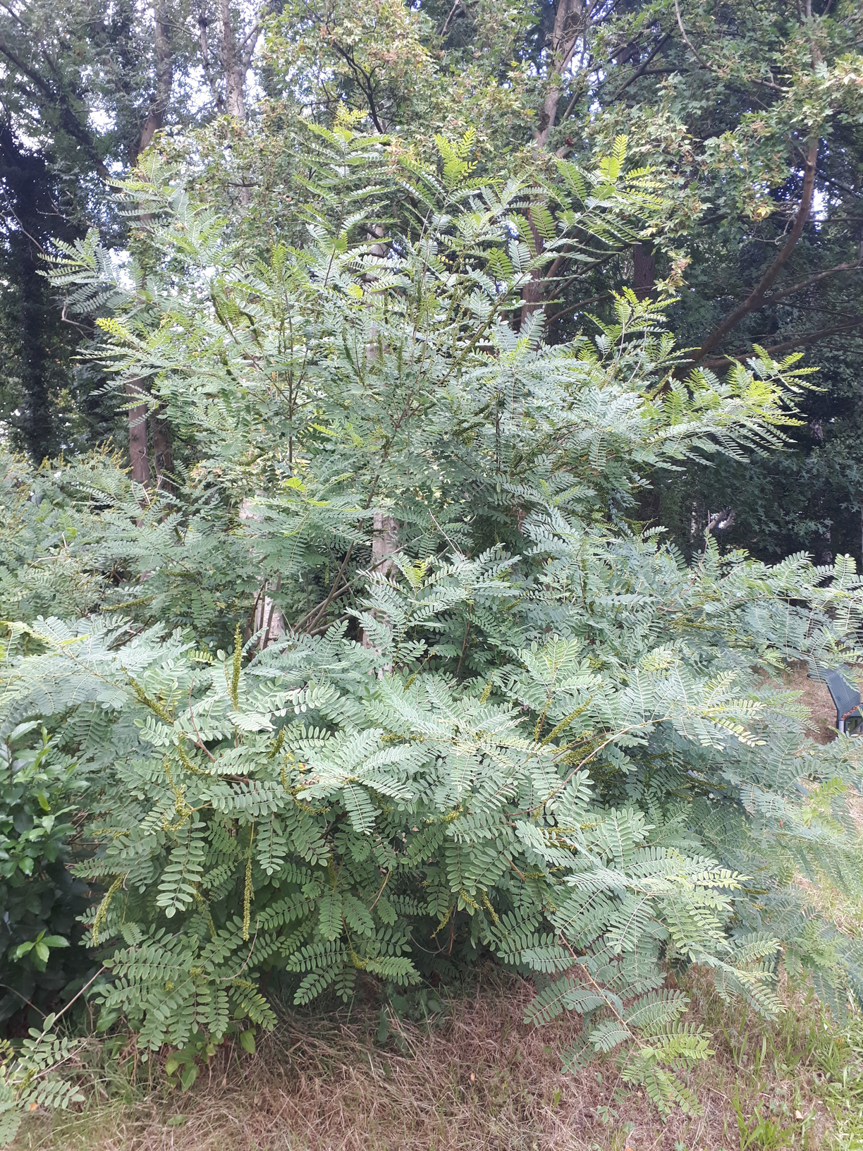 Vertical Photo of Amorpha fruticosa