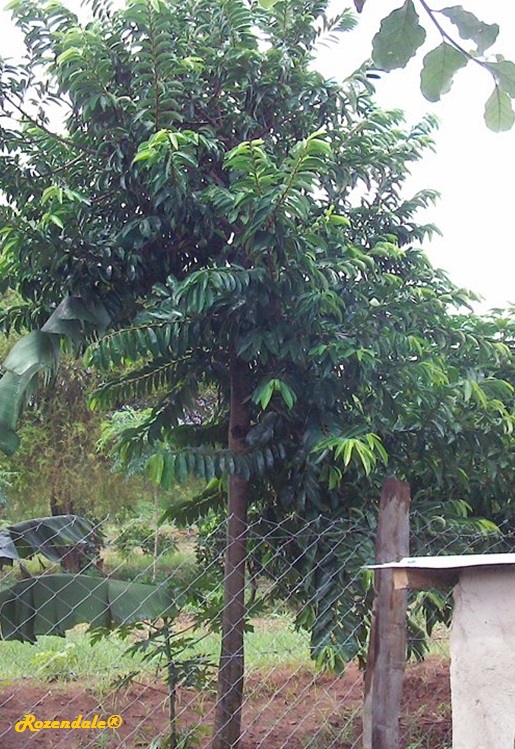 species in the Annonaceae family