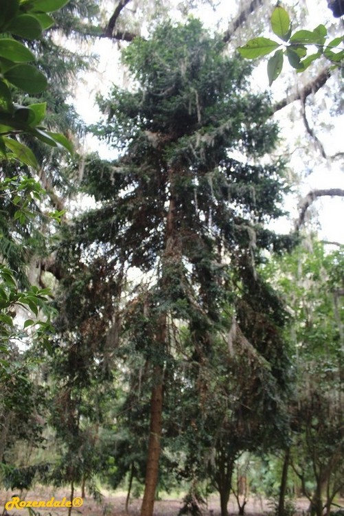 Vertical Photo of Araucaria bidwillii