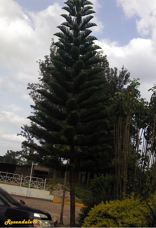 Vertical Photo of Araucaria cookii
