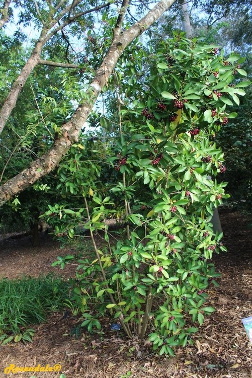 Vertical Photo of Ardisia humilis